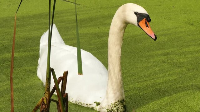 Profile view of an elegant white mute swan hissing and moving its graceful neck while floating on a vibrant green pond covered in duckweed