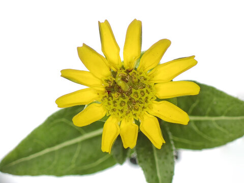 Prague is blooming. Yellow flowering perennial herb. Flower detail