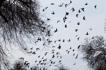 Fototapeta premium Black birds soar through bare tree branches