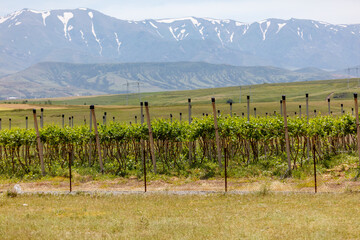 Obraz premium Vineyard rows stretch across open field