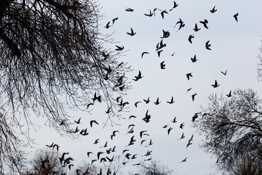 Black birds soar through bare tree branches
