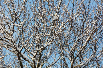 Obraz premium Snow clings to bare tree branches against a clear blue sky