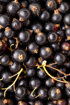 Black currants, glossy and plump, cluster tightly. Natural texture shows slight stems and blemishes.