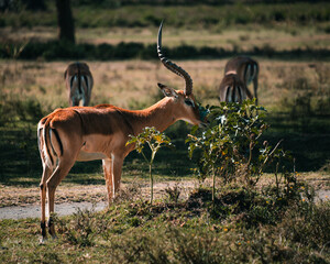 Male impala feeding in warm morning light in Kenya © Даниил Остролуцкий
