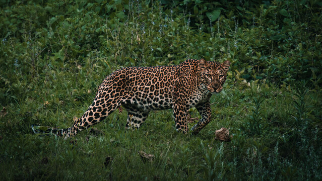 African leopard walking through green grass in Kenya