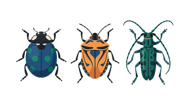 Three colorful beetles illustration with detailed wings and legs