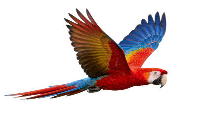 Fototapeta premium Vibrant red yellow and blue macaw parrot in flight, isolated on transparent background