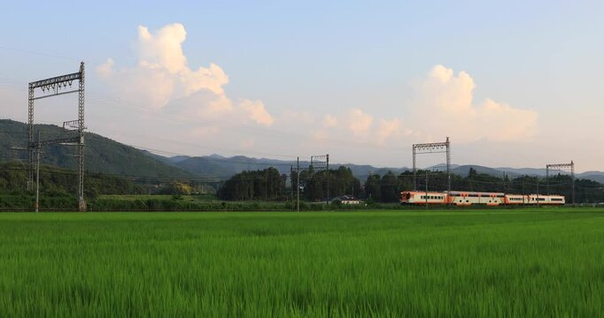 Raw Footage of a Six-Car Passenger Train Crossing Green Rice Fields in Rural Japan