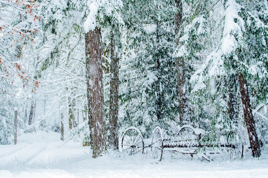 Snowfall blankets trees and old wagon wheels