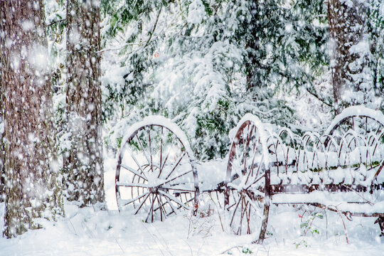 Rusty metal wheels leaning against snow-covered trees