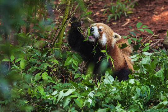 Red panda eating Bamboo on forest floor in chengdu, sichuan
