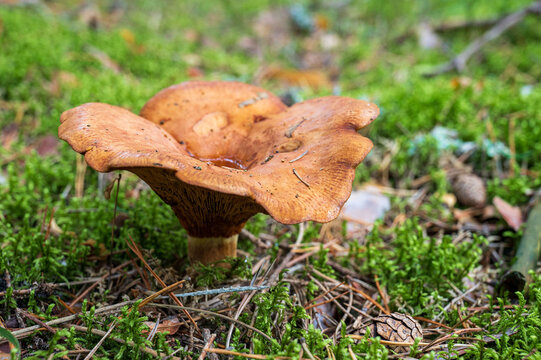 Old mushroom (Paxillus involutus) growing on a forest floor with moss, pine needles and small cones