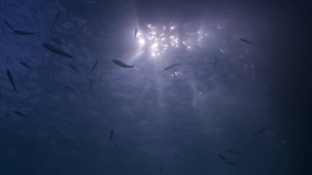 Underwater shot under Swanage Pier with shoals of small fish swimming amongst the piling with sunlight filtering down 