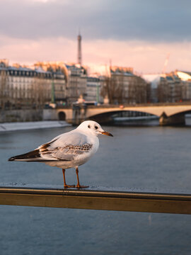 Posing of a parisian seagull during a winter sunrise, with Seine river and the Eiffel Tower