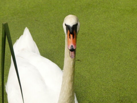 Mute swan displaying warning with open beak