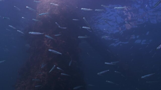 Underwater shot of Sprat fish swimming in a school under Swanage Pier. Dorset, UK
