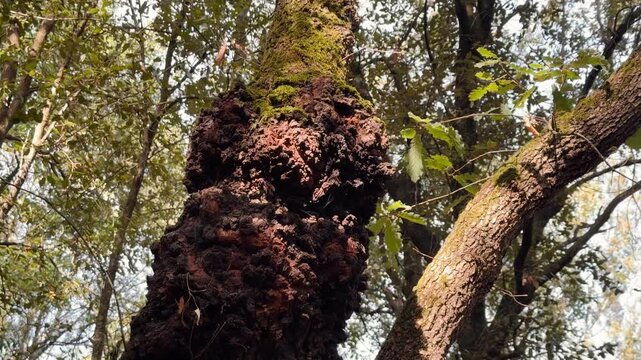 Tree trunk with large burl growth in forest video