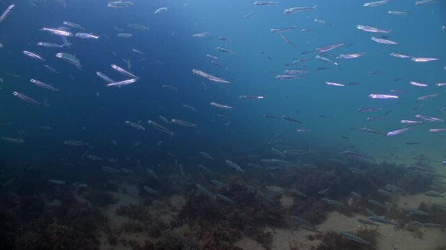 Underwater shot of Sprat fish swimming in a school under Swanage Pier. Dorset, UK