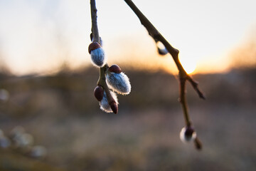 Fuzzy willow catkins glowing in warm spring sunlight © Steve