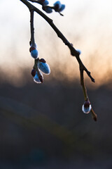 Fuzzy willow catkins against a soft spring background © Steve
