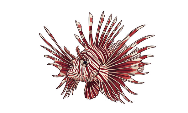 Detailed vector illustration of a striking red and white striped lionfish featuring majestic spiny fins isolated on a clean white background.