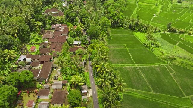 Ubud village aerial view. Traditional roofs and lush palm trees bordering a road, with vibrant green rice terraces stretching into the tropical landscape under a bright sky. Rural Indonesia landscape
