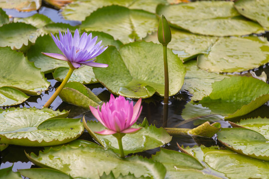 background with pink and purple waterlily, buds and green leaves in the pond