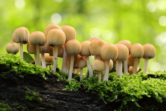 Mushrooms growing on a tree trunk in the forest