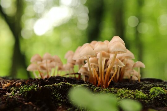 Mushrooms growing on a tree trunk in the forest