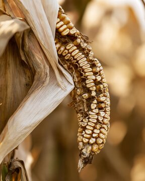 Bent downward corn cob symbolizing erectile dysfunction and male sexual health problems, conceptual image for impotence, men&rsquo;s health, medical awareness and treatment content