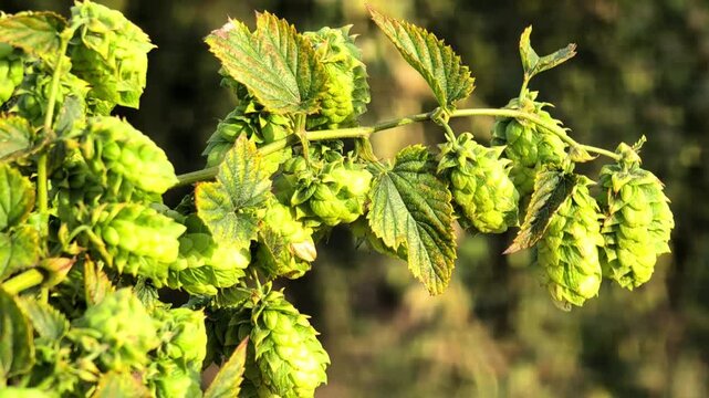 Close up of green hop cones growing on Humulus lupulus plant in cultivated field. Fresh botanical foliage and aromatic flower clusters for brewing, agriculture, natural ingredients and production