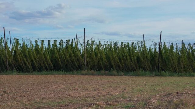 Rows of hop plants growing on tall trellis supports across cultivated field. Humulus lupulus plantation landscape illustrating farming, crop production, brewing ingredients and rural industry