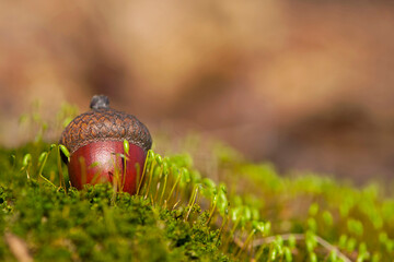the acorn lies on the green moss of the autumn forest. juicy green moss and acorn, spring in the forest, bright natural background. acorn in an oak park, close-up. environment, season. place for text © Oleksandr Filatov
