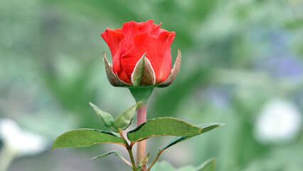 Fototapeta premium Red rose flower background. Red roses on a bush in the garden, close-up. Red rose flower, beautiful tender in the flowerbed. Red Rose, magic, Plant care, landscaping, holiday gift for a girl
