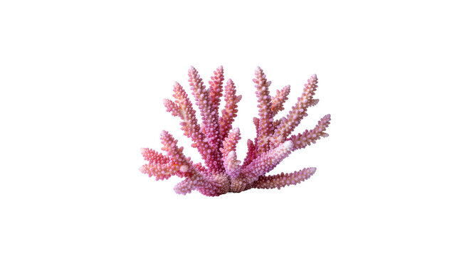 Natural pink sea coral reef element isolated on white background
