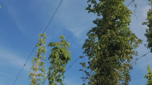 Green hop vines and foliage climbing tall agricultural trellis supports against clear blue sky in France. 