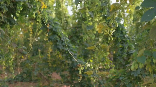 Dense green hop foliage and developing cones growing on Humulus lupulus vines in cultivated field. Botanical crop detail illustrating agriculture, brewing ingredients, plant growth and production