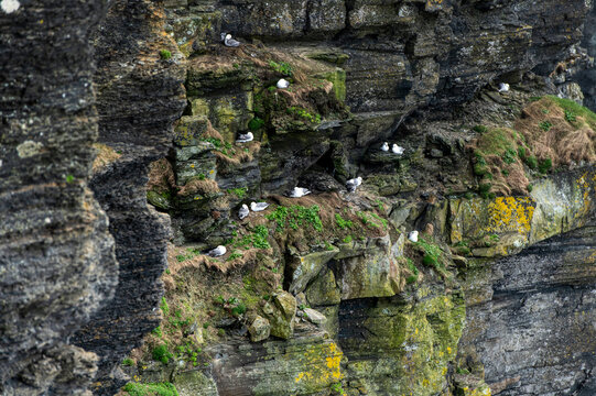cliffs of moher