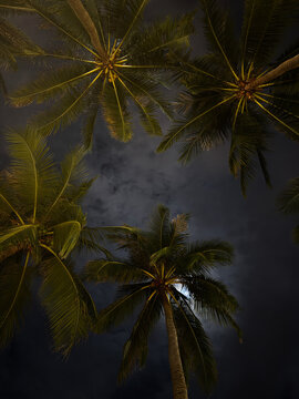 Tall palm trees reaching towards a cloudy moonlit night sky