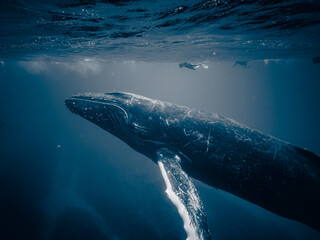 Humpback Whale Swimming Below Snorkelers in Tonga Waters © YUTAKA
