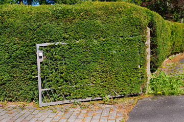 Eine große hohe grüne Hecke als Gartenzaun zur Straße hin in dem ein Eisentor eingewachsen ist © Winfried