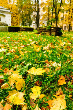 Autumn park background in cloudy October day. A green lawn covered with yellow fallen maple leaves. Blurred trees and a white building visible in the distance behind the grass
