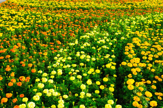 Nature flowerbed background. A dense field of yellow, orange and white marigold flowers in full bloom. Green leaves and buds between the bright blossoms