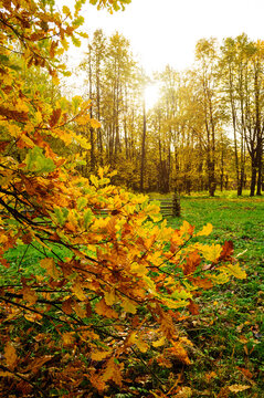 Autumn background with October forest nature. Orange and yellow oak leaves on a branch in the foreground. A rustic wooden fence and tall trees under a bright glowing sun