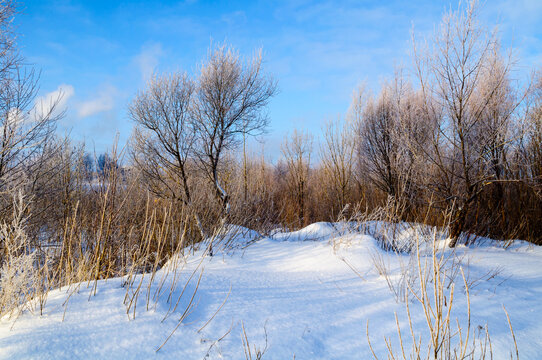 Winter nature forest background. Bare trees covered with white frost standing in deep snow lit by sunset light. Tall dry stems in the foreground under a bright clear blue sky