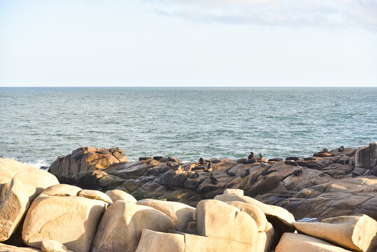 A Seal Colony in the Off-Grid Village of Cabo Polonio in Uruguay