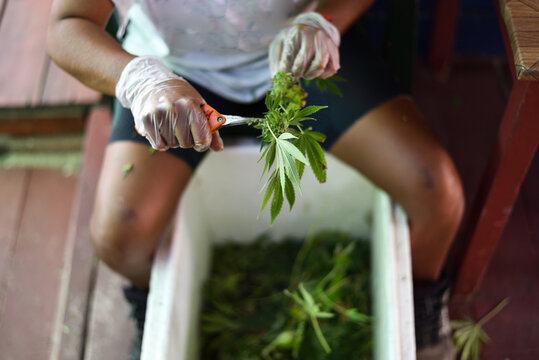 Trimming Marihuana Plant in Uruguay
