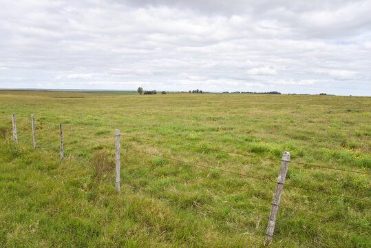 Green Pastures in the Uruguayan Countryside