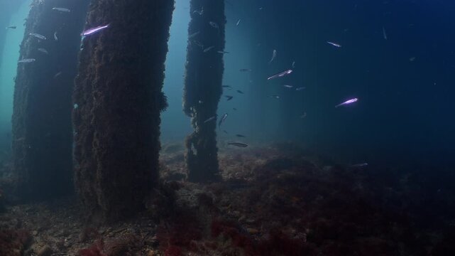 Underwater shot under Swanage Pier with shoals of small fish swimming amongst the piling with sunlight filtering down 