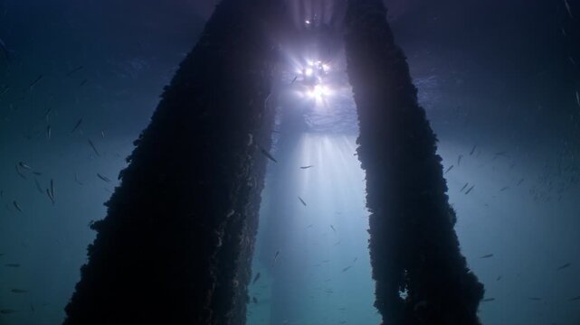 Underwater shot under Swanage Pier with shoals of small fish swimming amongst the piling with sunlight filtering down 